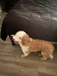 Found/Stray Unknown Dog last seen Val vista and Ray, Gilbert, AZ 85233