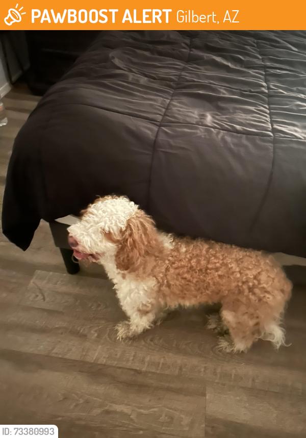 Found/Stray Unknown Dog last seen Val vista and Ray, Gilbert, AZ 85233
