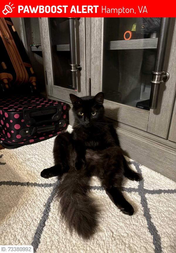 Lost Male Cat last seen Wythe Parkway Hampton, VA, Hampton, VA 23661