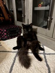 Lost Male Cat last seen Wythe Parkway Hampton, VA, Hampton, VA 23661