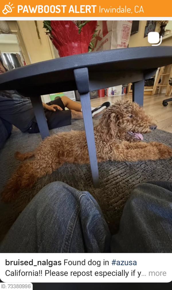 Found/Stray Unknown Dog last seen Azusa, Irwindale, CA 91706