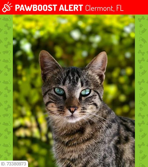 Lost Female Cat last seen Shorter hair, tiger like striped cat anyone ever find this cat???, Clermont, FL 34711
