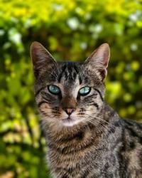 Lost Female Cat last seen Shorter hair, tiger like striped cat anyone ever find this cat???, Clermont, FL 34711