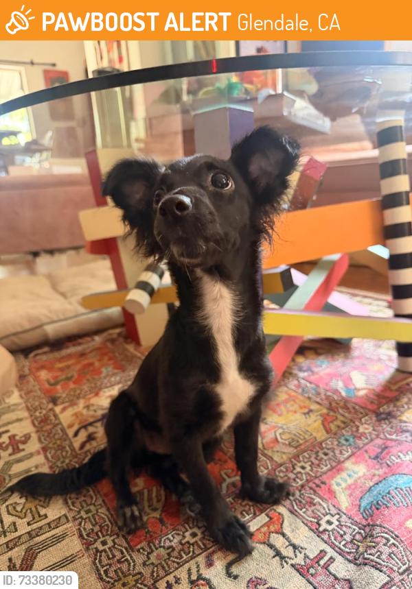Found/Stray Female Dog last seen Pacific & 134, Glendale, CA 91203
