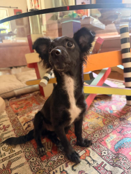 Found/Stray Female Dog last seen Pacific & 134, Glendale, CA 91203
