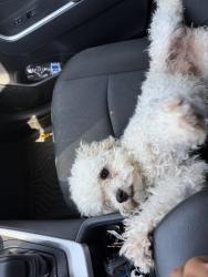 Lost Male Dog last seen Near omelveny ave sun valley, Los Angeles, CA 91352