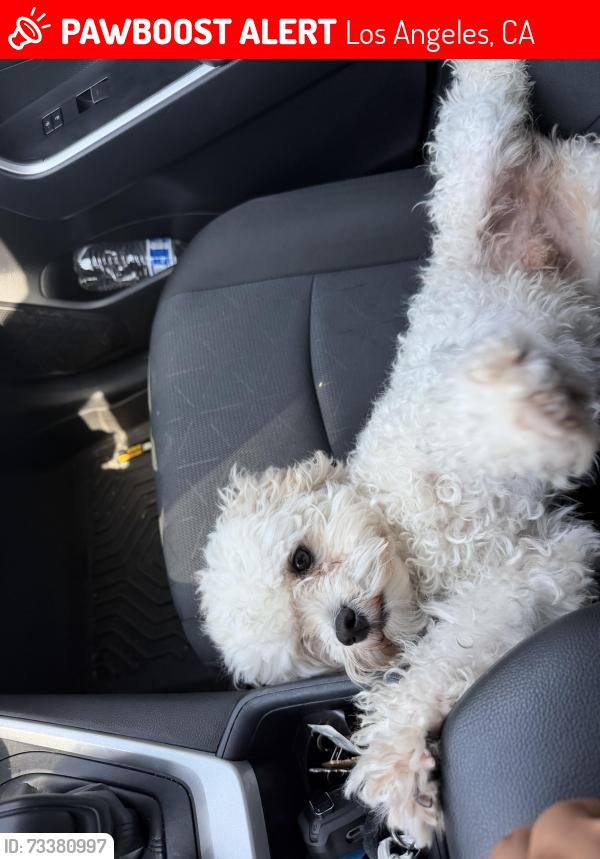Lost Male Dog last seen Near omelveny ave sun valley, Los Angeles, CA 91352