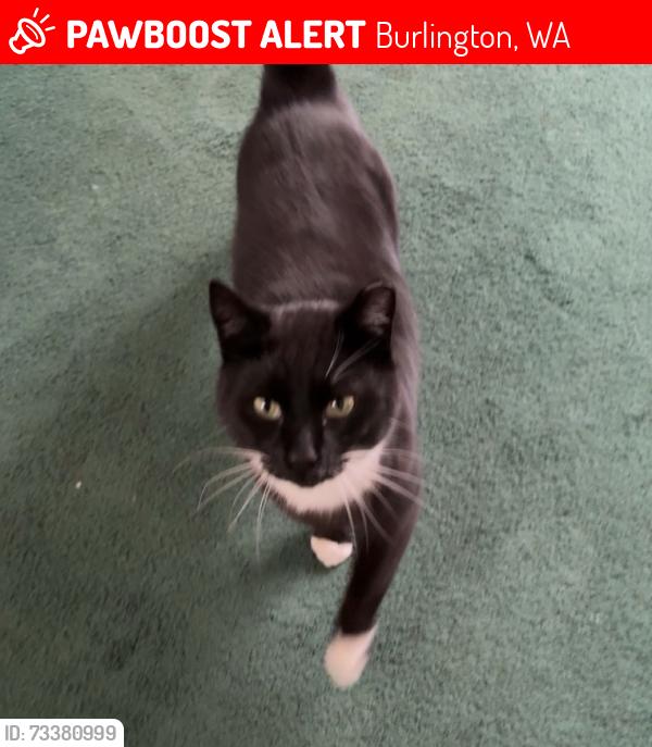 Lost Male Cat last seen South cherry and Greenleaf Ave, Burlington, WA 98233