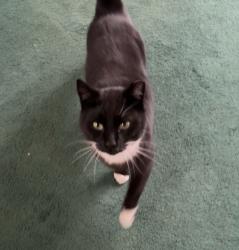 Lost Male Cat last seen South cherry and Greenleaf Ave, Burlington, WA 98233