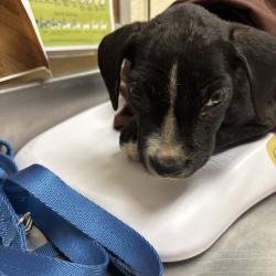 Shelter Stray Male Dog last seen , 2350 Appling City Cove, Memphis, TN 38133, USA
