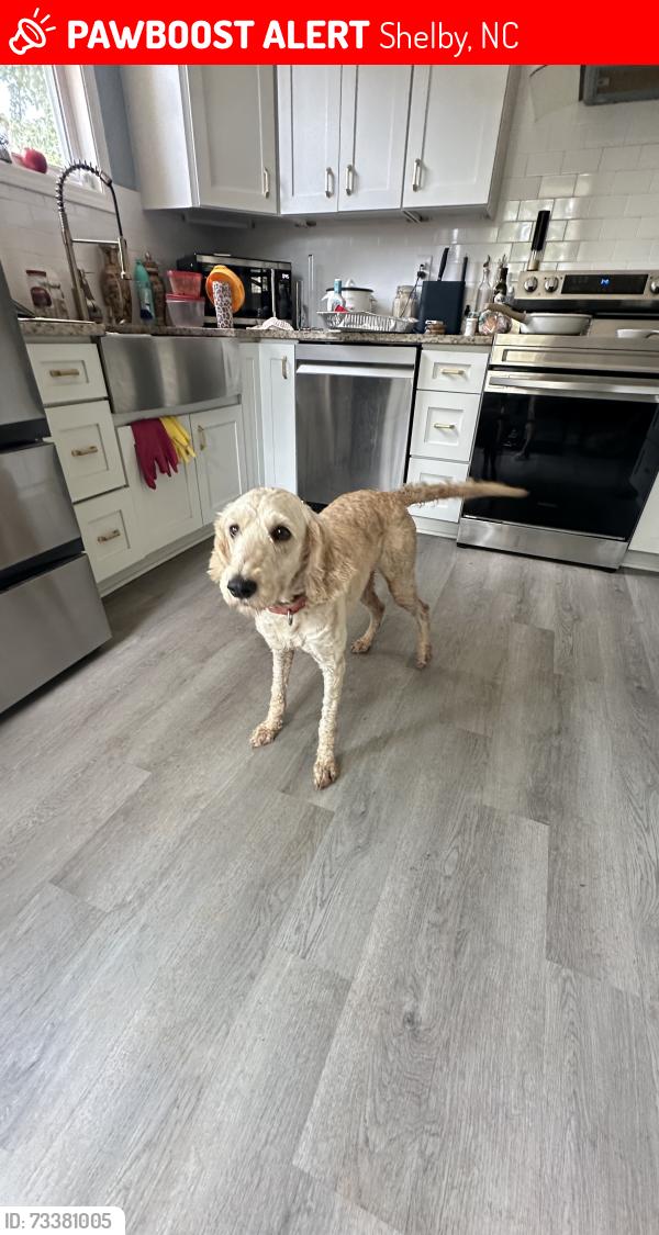 Lost Female Dog last seen Oxford Cir, Shelby, NC 28152