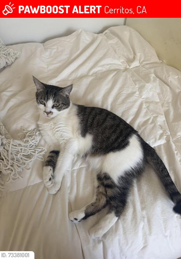 Lost Female Cat last seen Near palm street Cerritos, Cerritos, CA 90703