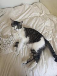 Lost Female Cat last seen Near palm street Cerritos, Cerritos, CA 90703