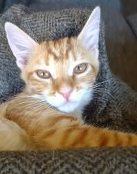 Lost Female Cat last seen Main St/Stapley Rd, Mesa, AZ 85203