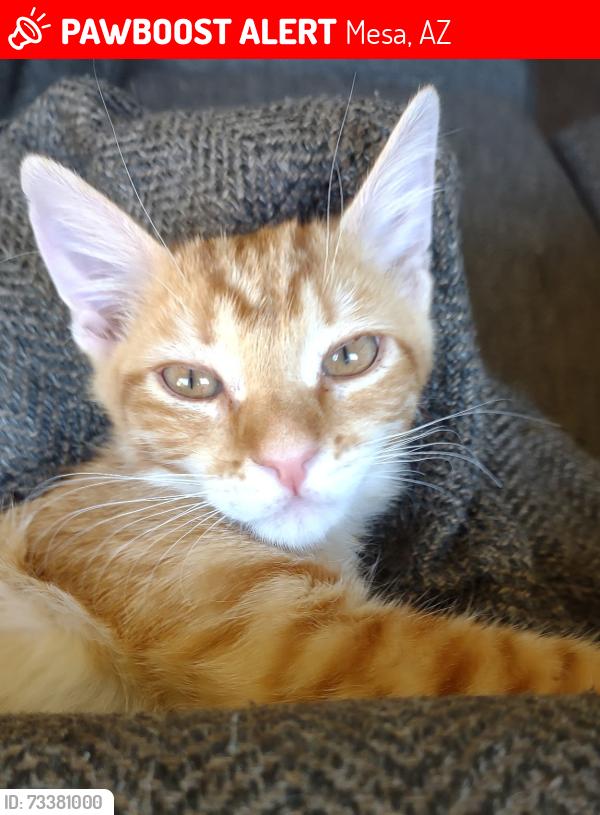 Lost Female Cat last seen Main St/Stapley Rd, Mesa, AZ 85203