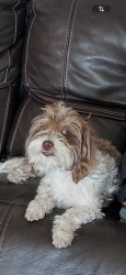 Lost Male Dog last seen Near omelveny sun valley, Los Angeles, CA 91352