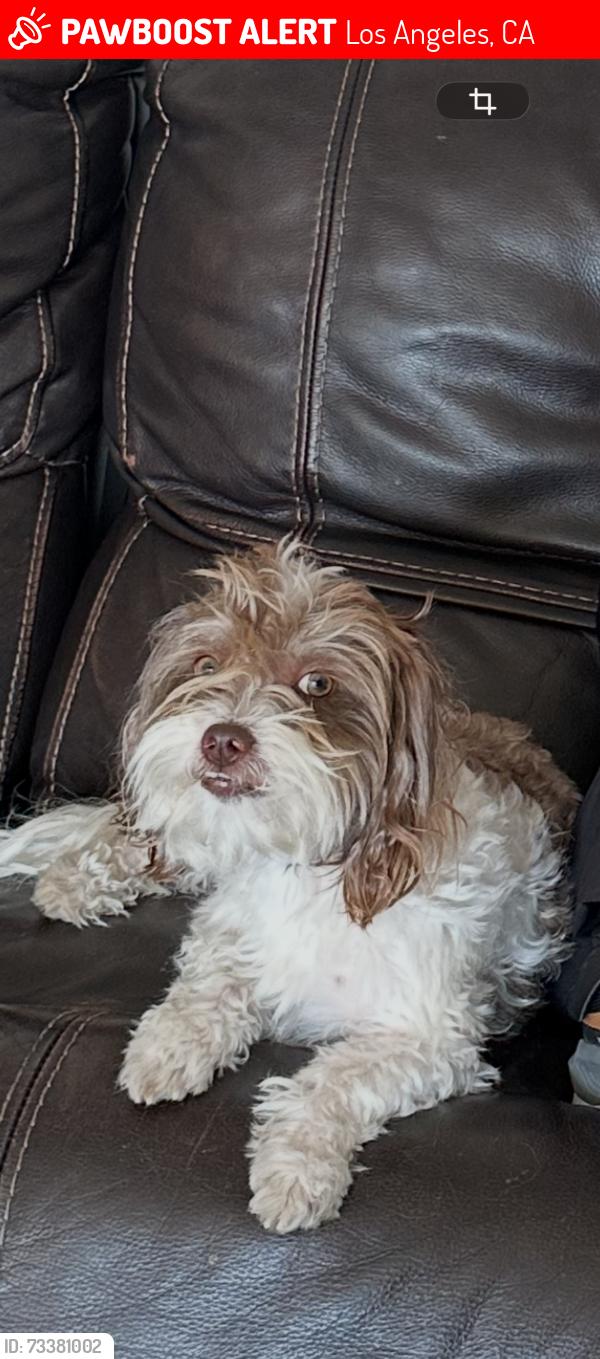 Lost Male Dog last seen Near omelveny sun valley, Los Angeles, CA 91352