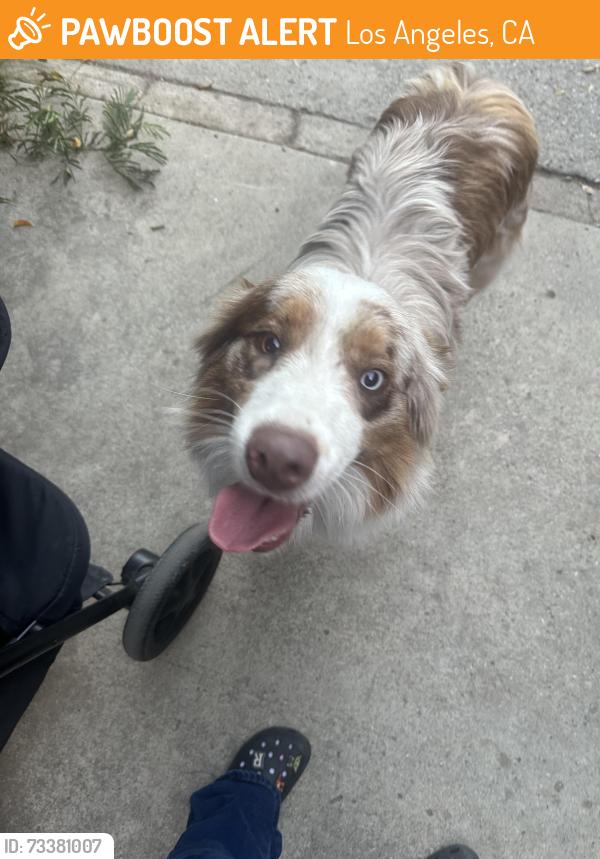 Found/Stray Male Dog last seen Ryan st, Los Angeles, CA 91342