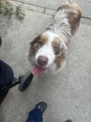 Found/Stray Male Dog last seen Ryan st, Los Angeles, CA 91342