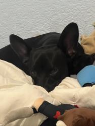 Reunited Male Dog last seen Near N Ramona St Hemet CA 92543, Hemet, CA 92543