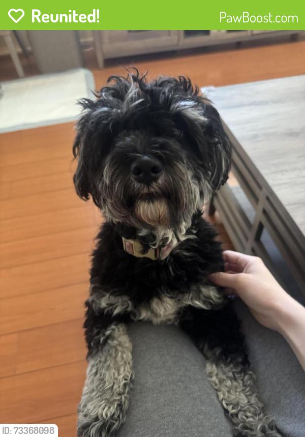 Reunited Female Dog last seen N Alexander St and Library St, San Fernando, CA 91340