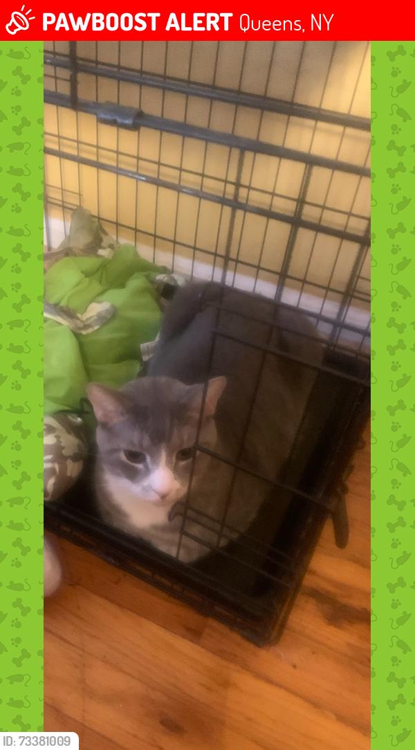 Lost Male Cat last seen 233-17 Linden Blvd, Queens, NY 11411