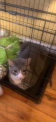 Lost Male Cat last seen 233-17 Linden Blvd, Queens, NY 11411