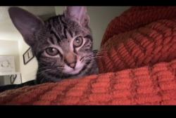 Lost Female Cat last seen 10th street, Palmdale, CA 93550