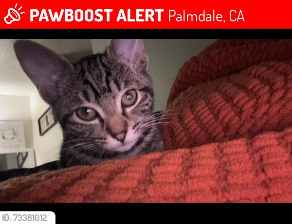 Lost Female Cat last seen 10th street, Palmdale, CA 93550