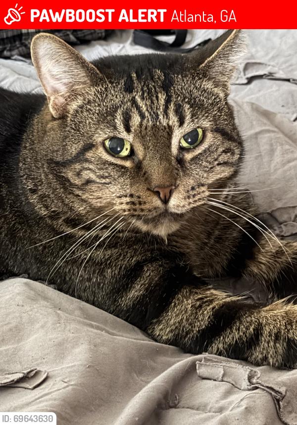 Lost Male Cat last seen Shallowford Rd, Atlanta, GA 30341