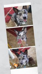 Lost Female Dog last seen Spring Valley, Lorena, TX 76655