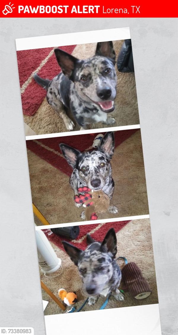 Lost Female Dog last seen Spring Valley, Lorena, TX 76655