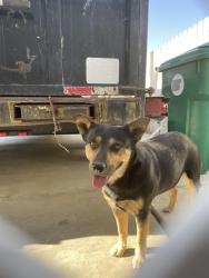 Lost Male Dog last seen San Miguel Restaurant, Thousand Palms, CA 92276