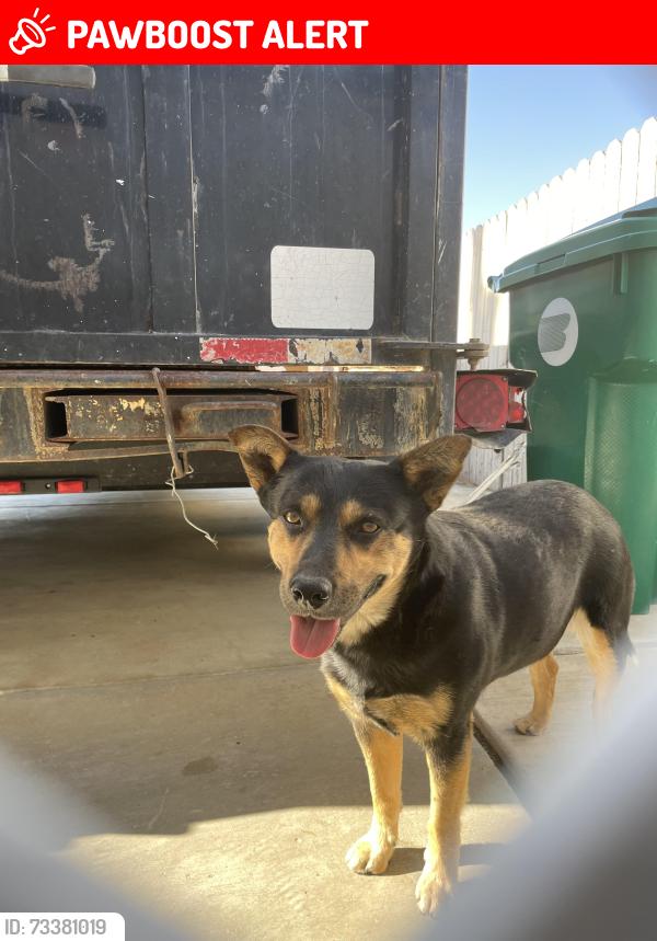 Lost Male Dog last seen San Miguel Restaurant, Thousand Palms, CA 92276
