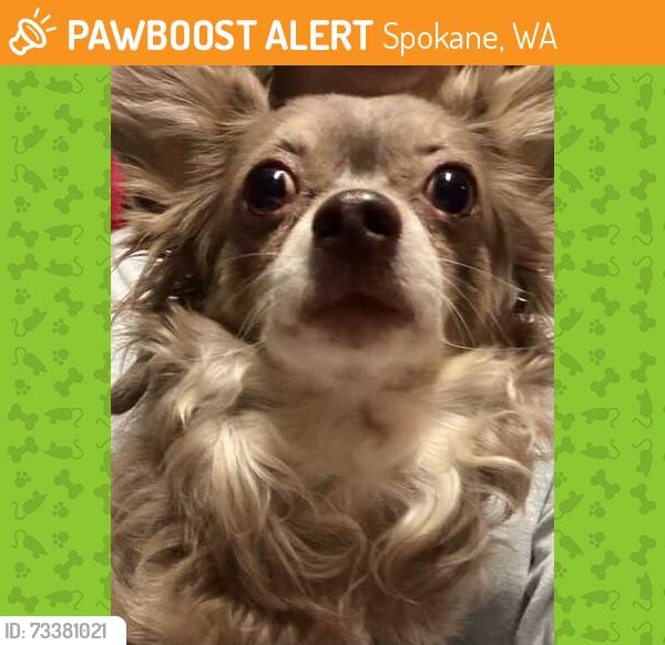 Found/Stray Male Dog last seen Hamblen, Spokane, WA 99223