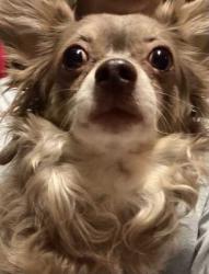 Found/Stray Male Dog last seen Hamblen, Spokane, WA 99223