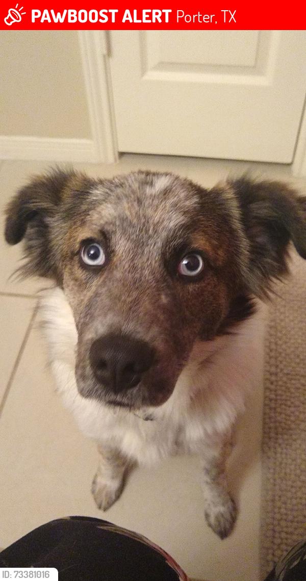 Lost Female Dog last seen Country Colony, Porter, TX 77365