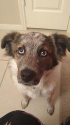 Lost Female Dog last seen Country Colony, Porter, TX 77365