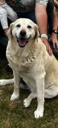 Lost Female Dog last seen Near South 2700 West, Bluffdale, UT 84065