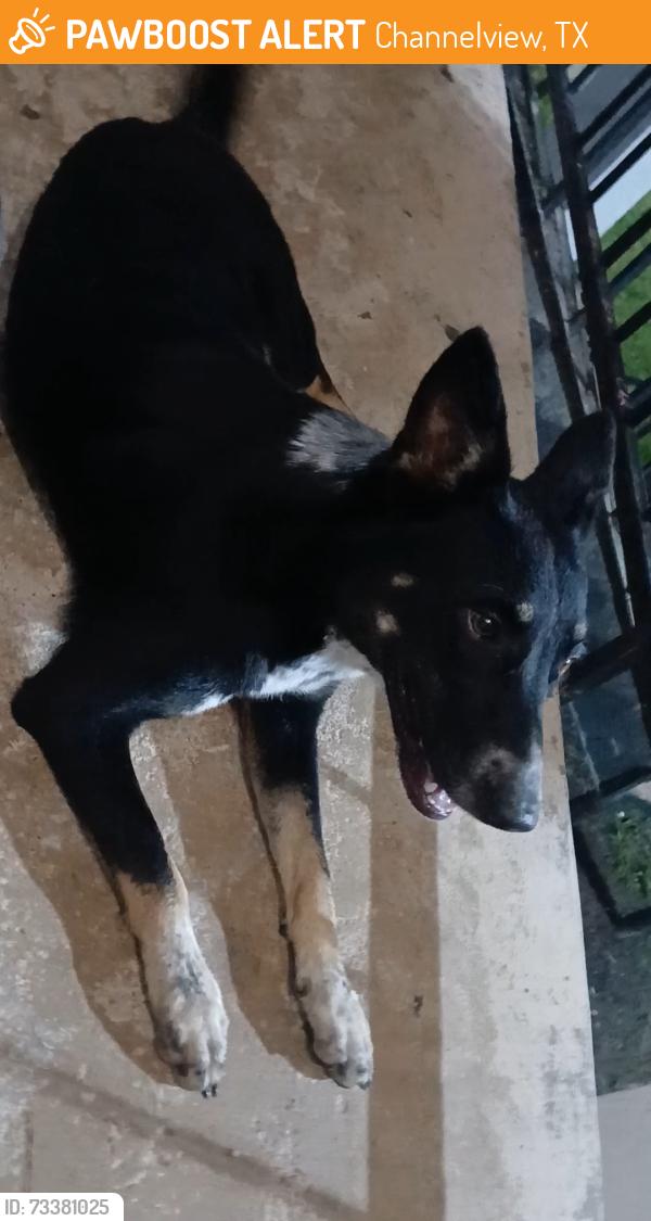 Found/Stray Female Dog last seen woodrow apmts, Channelview, TX 77530