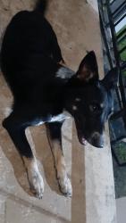 Found/Stray Female Dog last seen woodrow apmts, Channelview, TX 77530