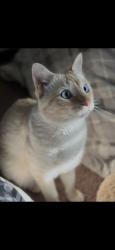 Lost Male Cat last seen Tao, Apple Valley, CA 92307