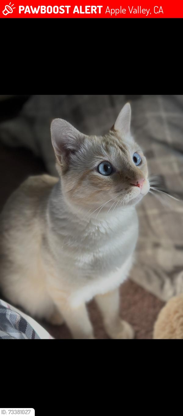 Lost Male Cat last seen Tao, Apple Valley, CA 92307