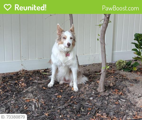 Reunited Female Dog last seen Near S 3200 W, Taylorsville, UT 84129