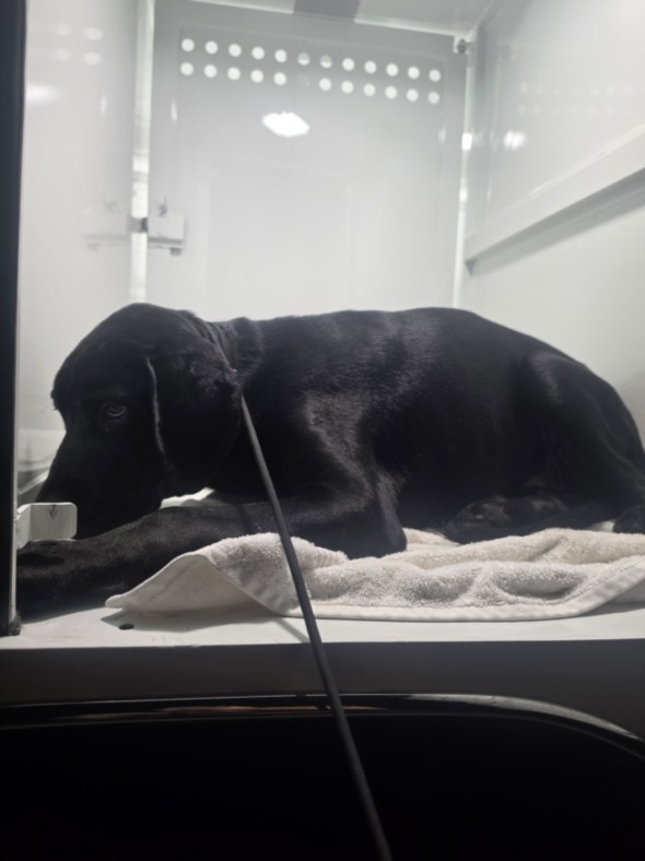 Shelter Stray Male Dog last seen , 1850 W 60th St, Los Angeles, CA 90047, USA