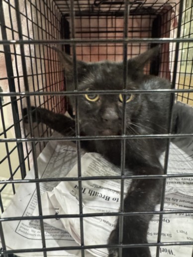Shelter Stray Unknown Cat last seen , 3201 Lacy St, Los Angeles, CA 90031, USA