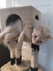 Lost Male Cat last seen 8000s state street 7/12 , castle of chaos, Midvale, UT 84047