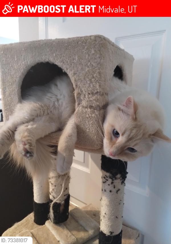 Lost Male Cat last seen 8000s state street 7/12 , castle of chaos, Midvale, UT 84047