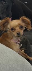 Reunited Female Dog last seen Arrowhead, Hesperia, CA 92345