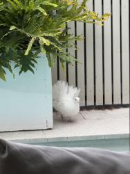Found/Stray Unknown Bird last seen Morphette Rd, Our Lady of Grace School, Glengowrie, SA 5044